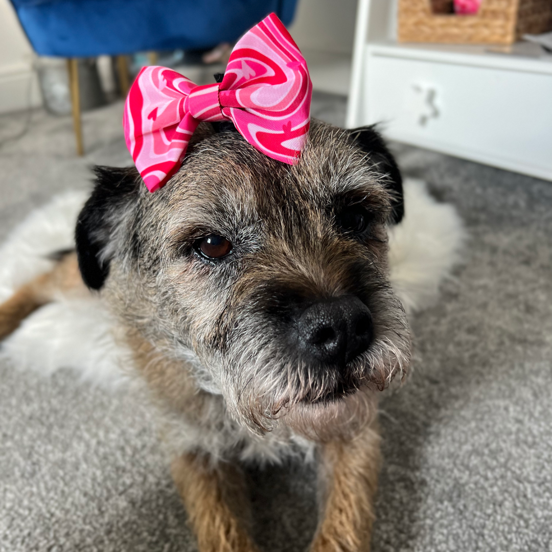 border terrier wearing pink dog bow