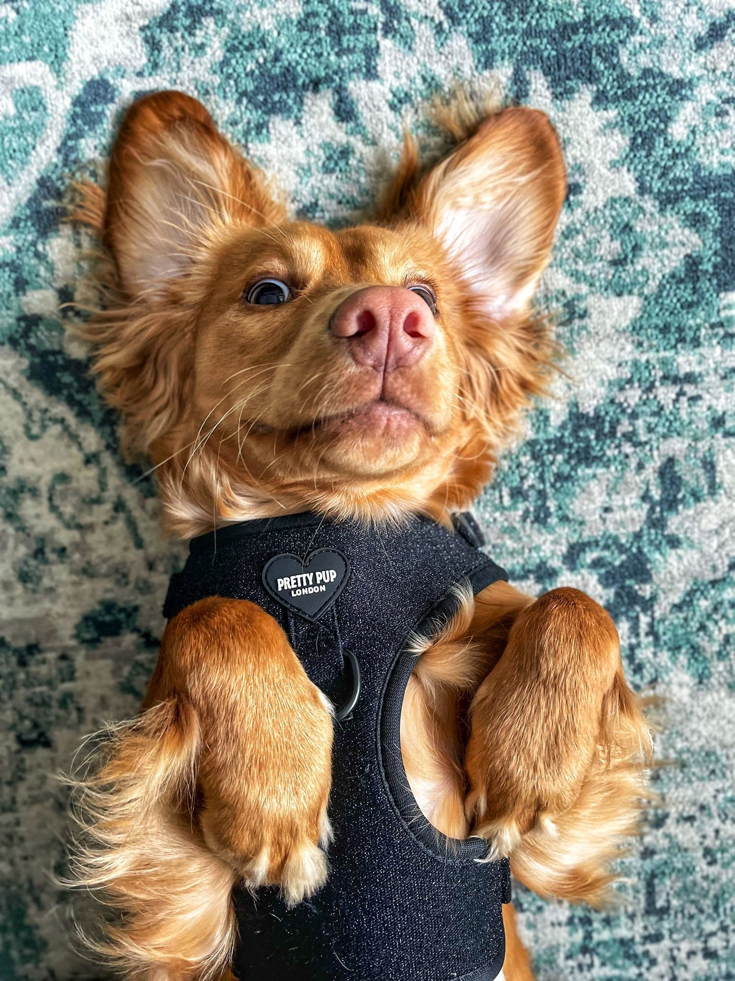 glitter dog harness worn by working cocker spaniel