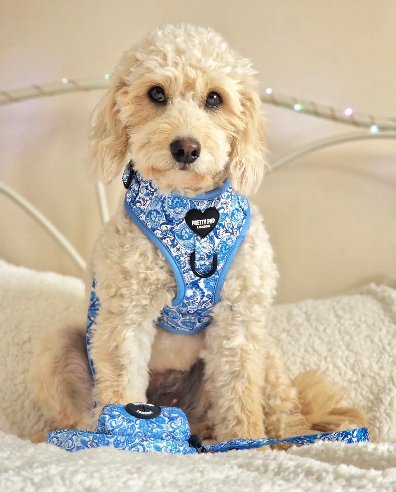 Blue Dog Poo Bag Dispenser | Regal Paisley