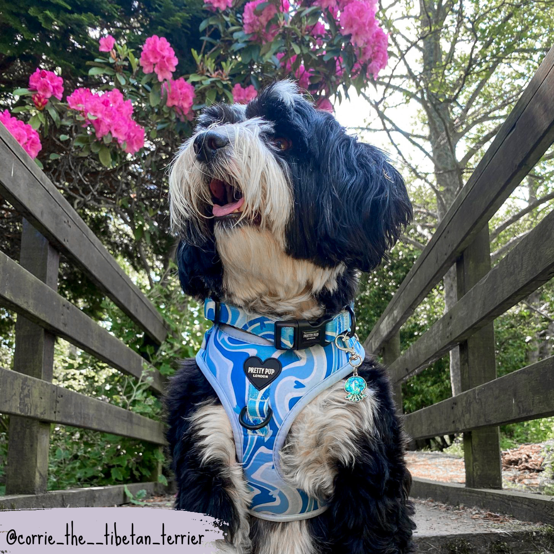 tibetan terrier wearing blue dog collar