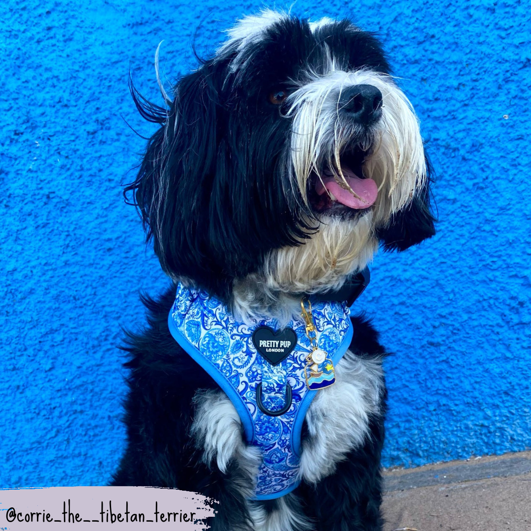 Blue Adjustable Dog Harness | Regal Paisley | "The Aubrey"