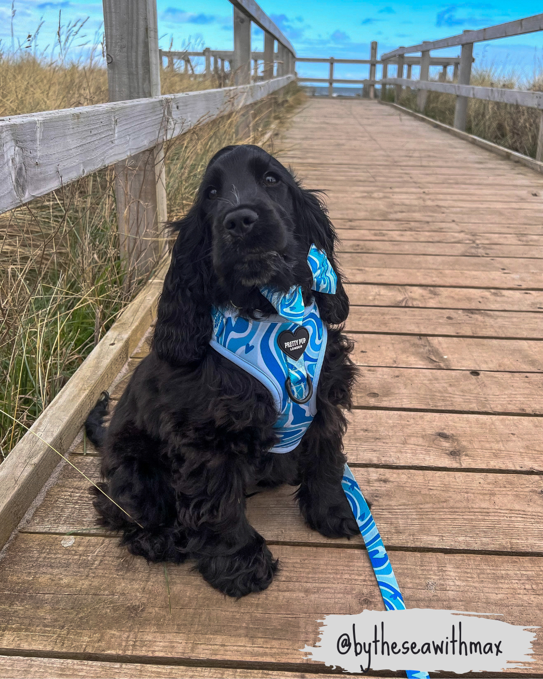 dog wearing blue adjustable dog harness