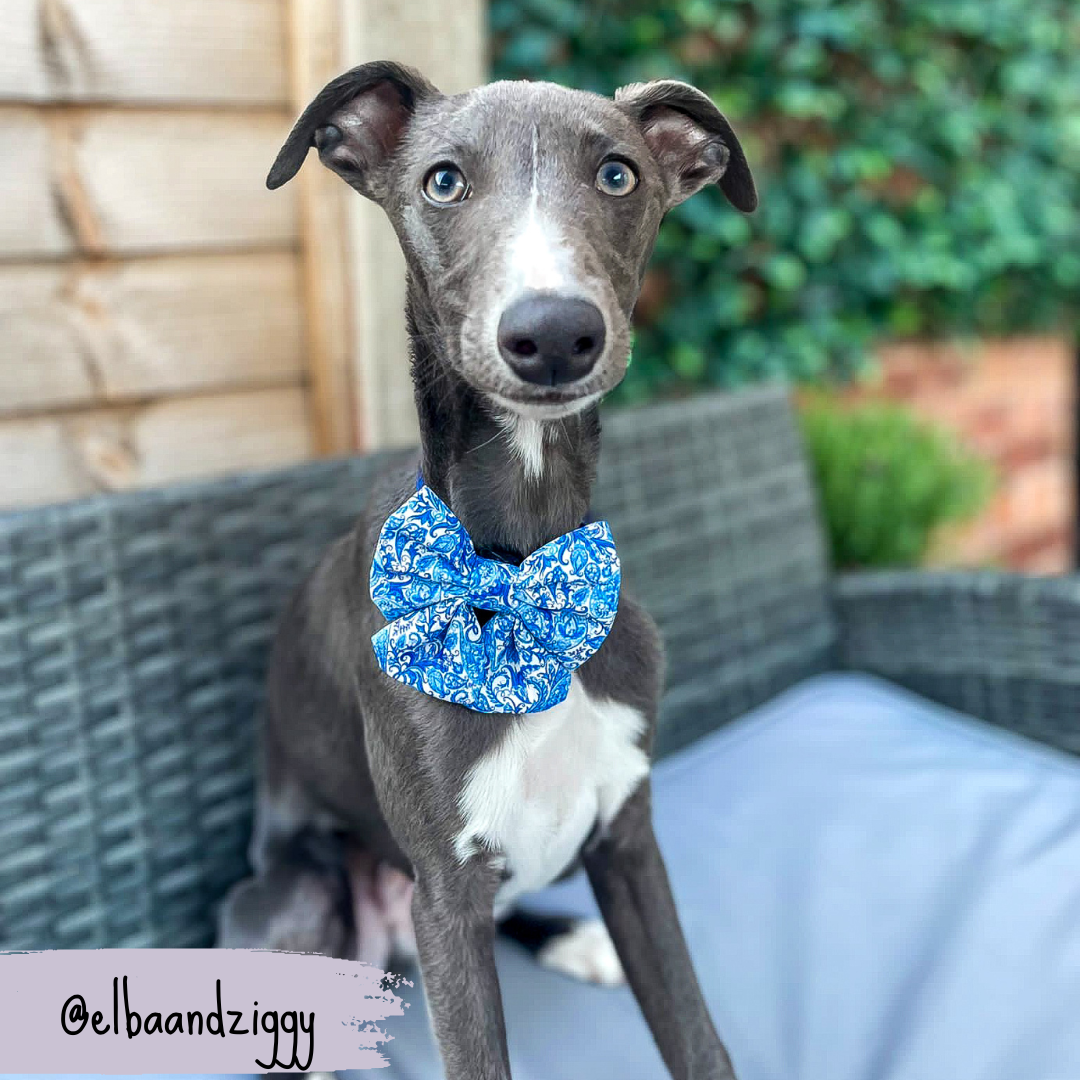 Blue Dog Sailor Bow | Regal Paisley