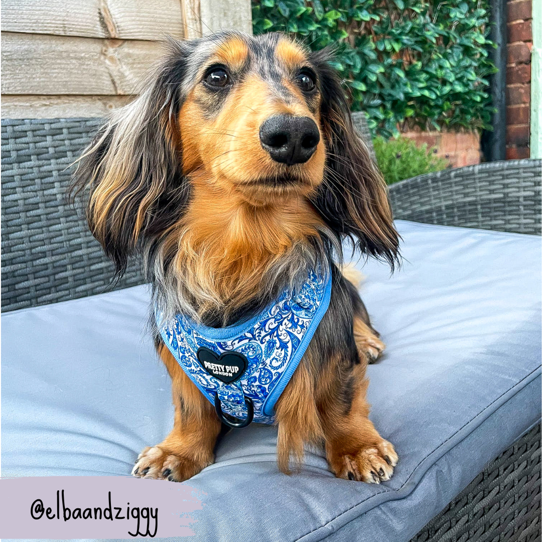 Blue Adjustable Dog Harness | Regal Paisley | "The Aubrey"