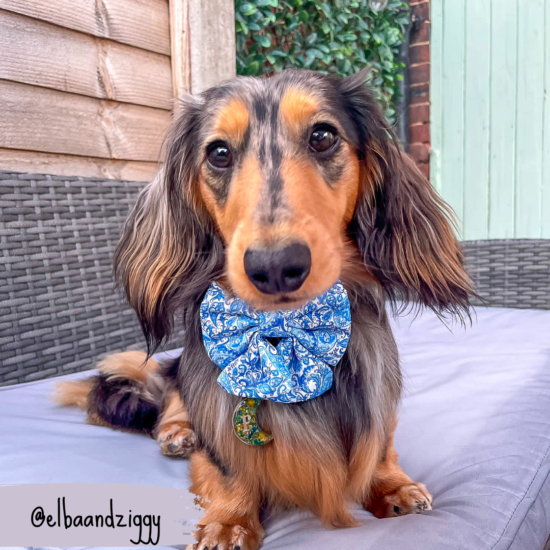 Blue Dog Sailor Bow | Regal Paisley