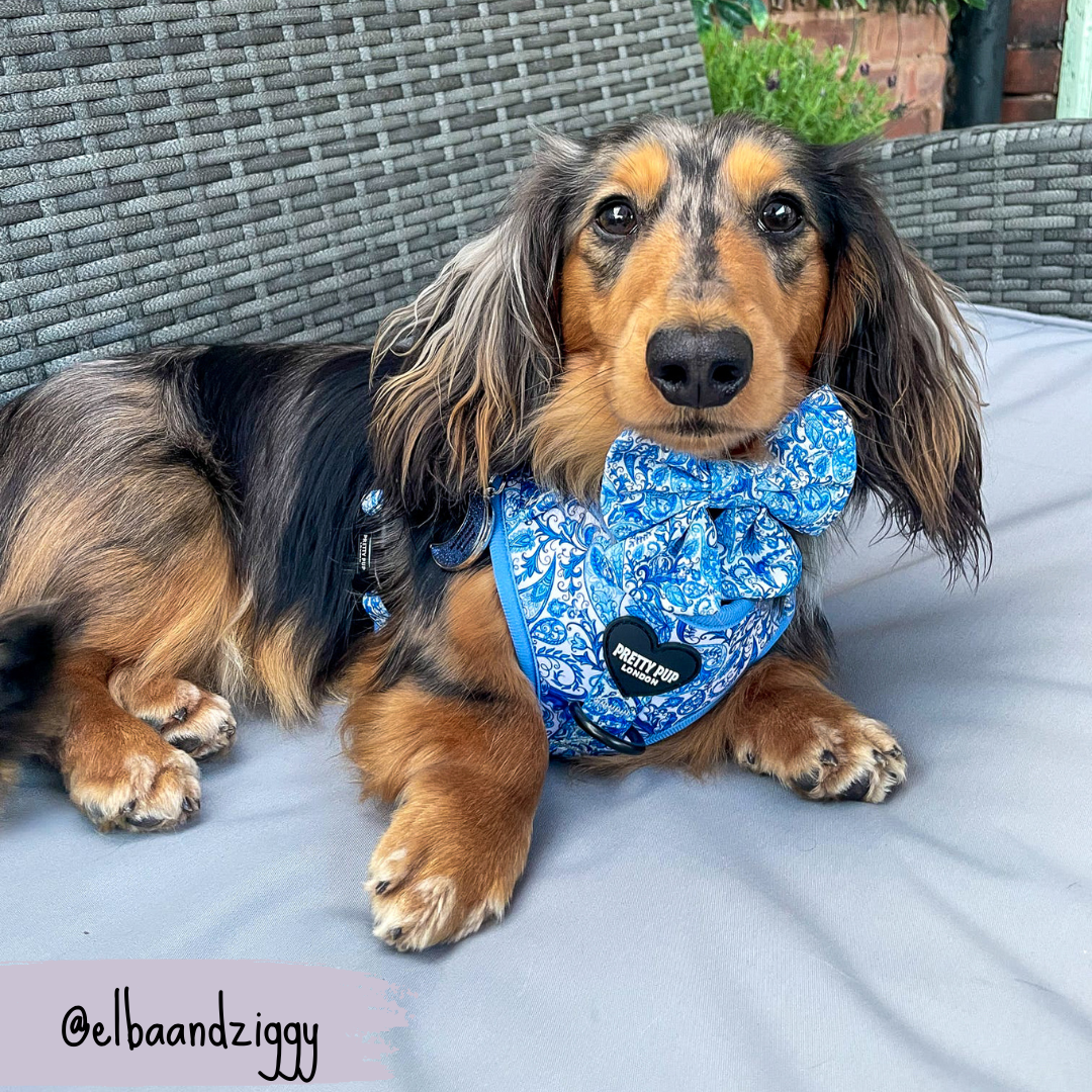 Blue Dog Sailor Bow | Regal Paisley