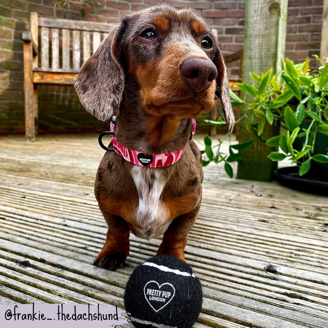 dachshund with dog ball