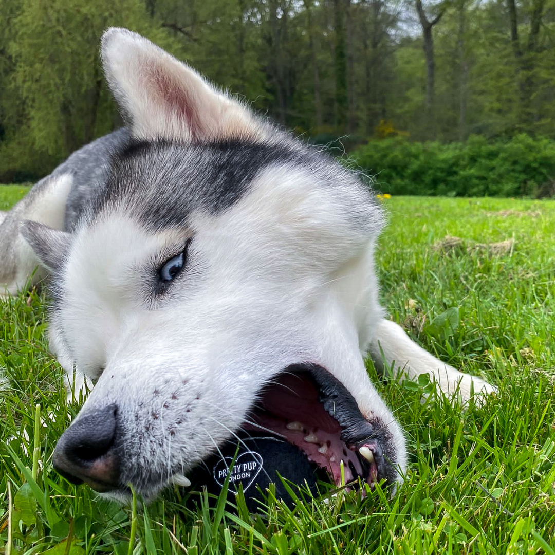 husky playing with a dog ball