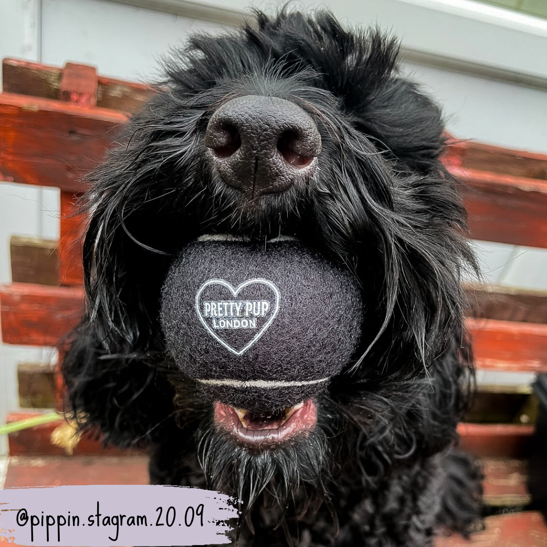 dog tennis ball being held by cockapoo