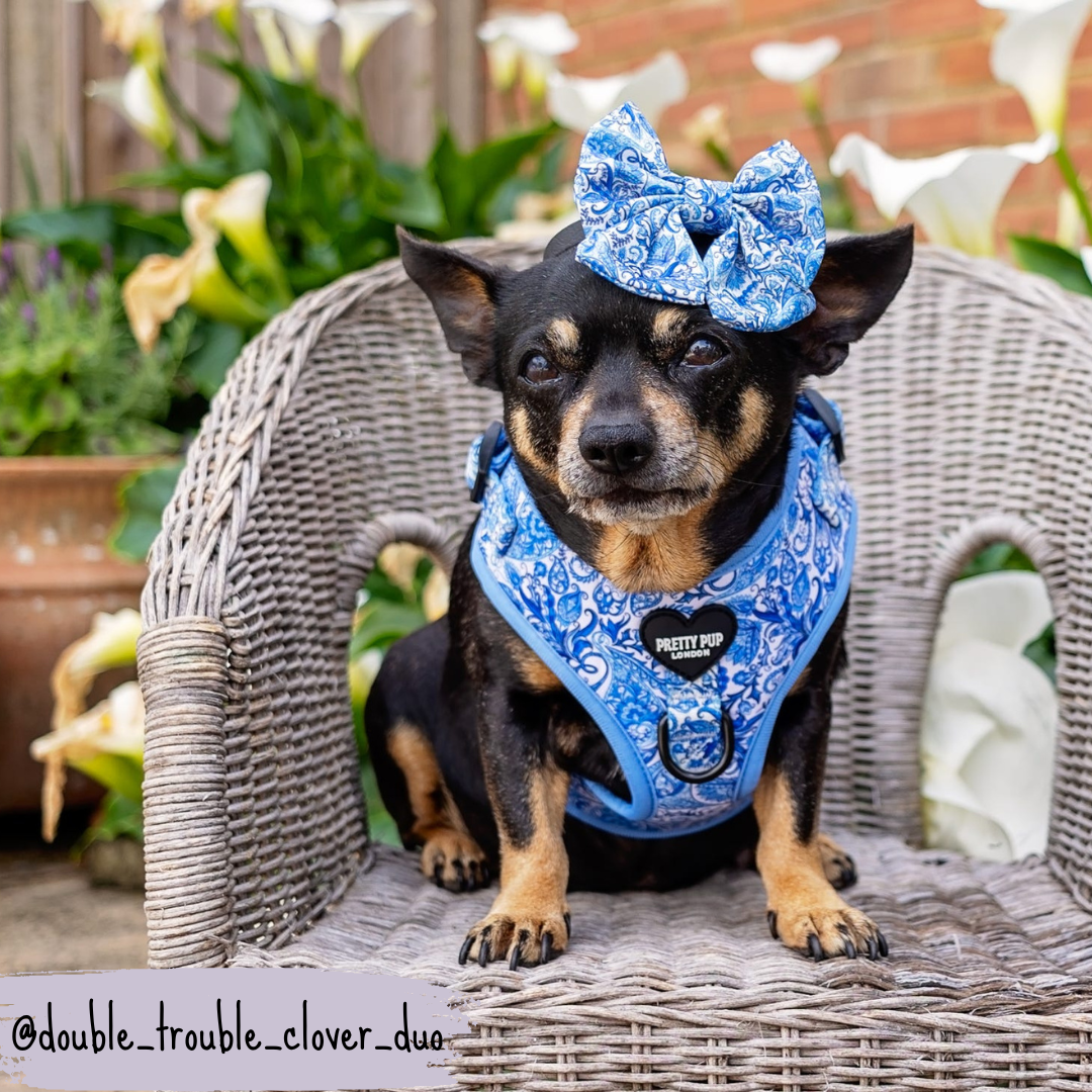 Blue Adjustable Dog Harness | Regal Paisley | "The Aubrey"