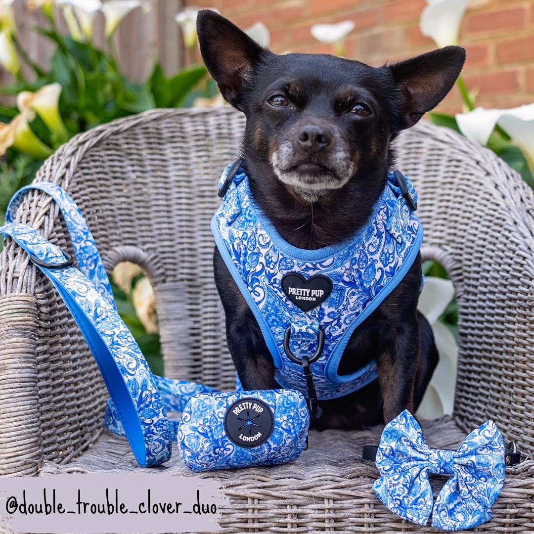 Blue Dog Lead | Regal Paisley