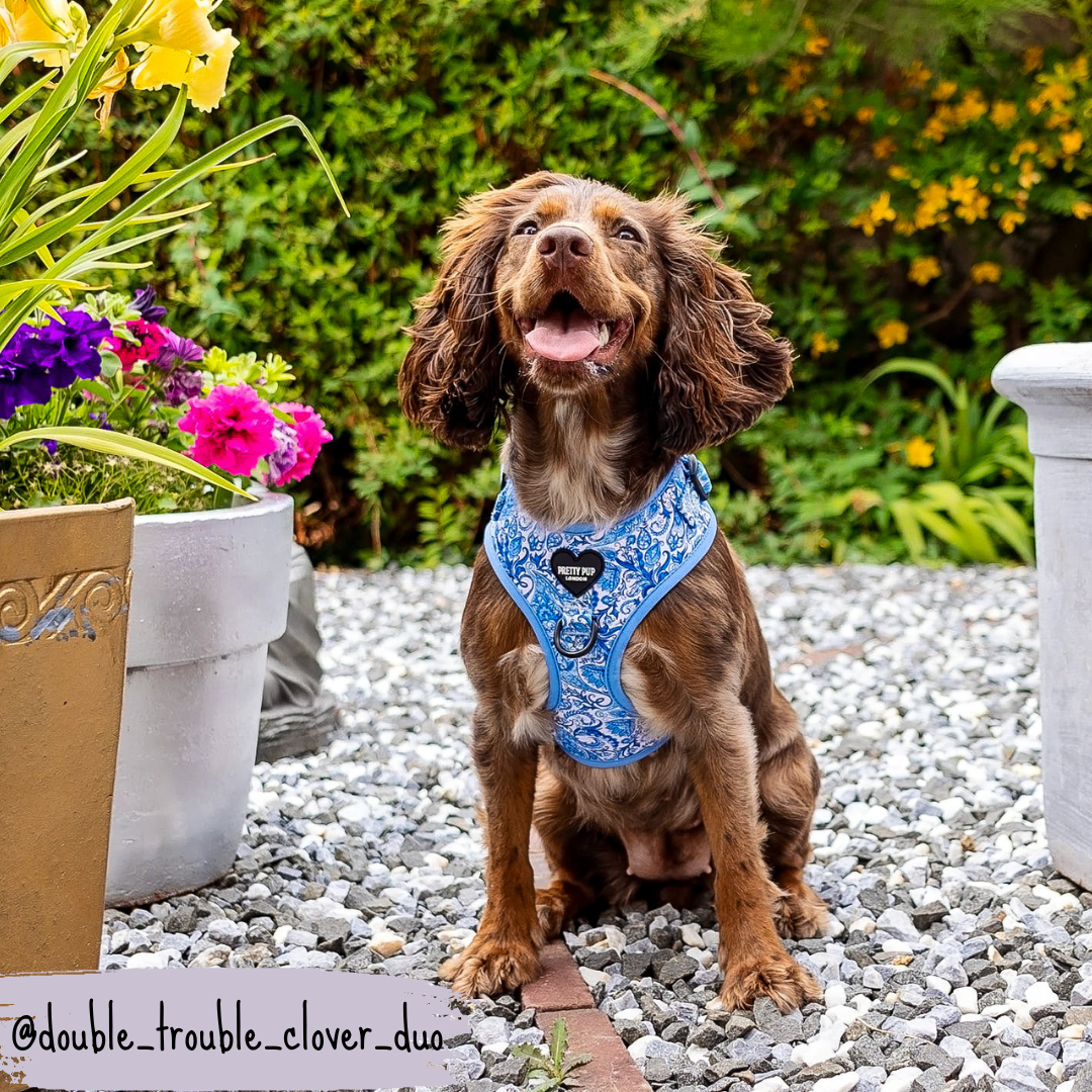 Blue Adjustable Dog Harness | Regal Paisley | "The Aubrey"