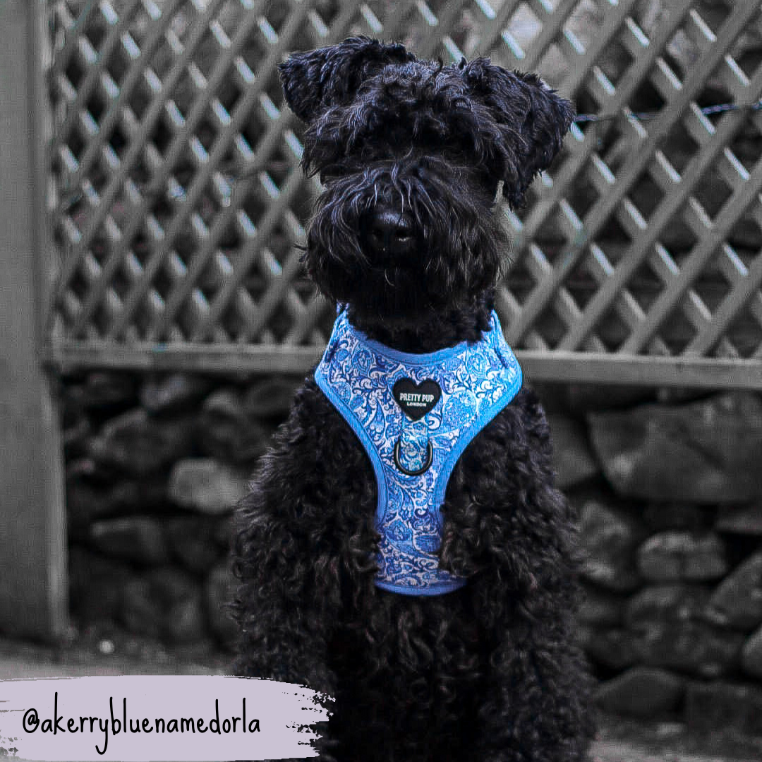 Blue Adjustable Dog Harness | Regal Paisley | "The Aubrey"