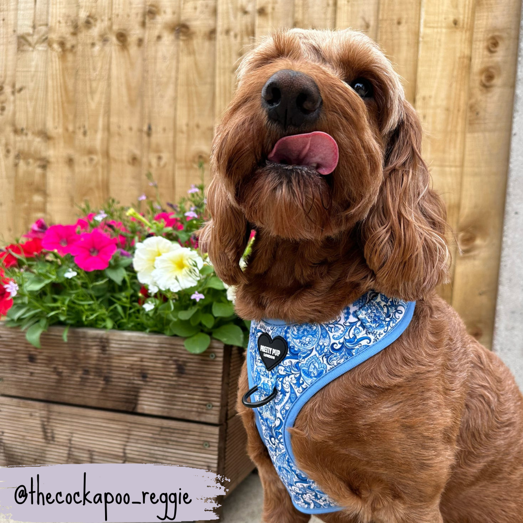 Blue Adjustable Dog Harness | Regal Paisley | "The Aubrey"