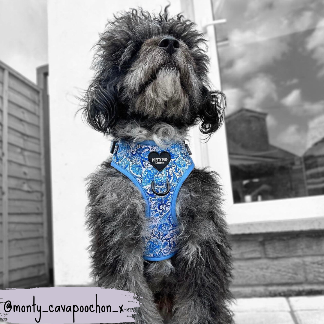 Blue Adjustable Dog Harness | Regal Paisley | "The Aubrey"