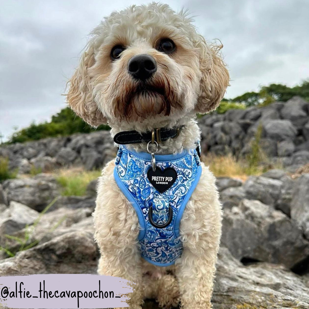 Blue Adjustable Dog Harness | Regal Paisley | "The Aubrey"