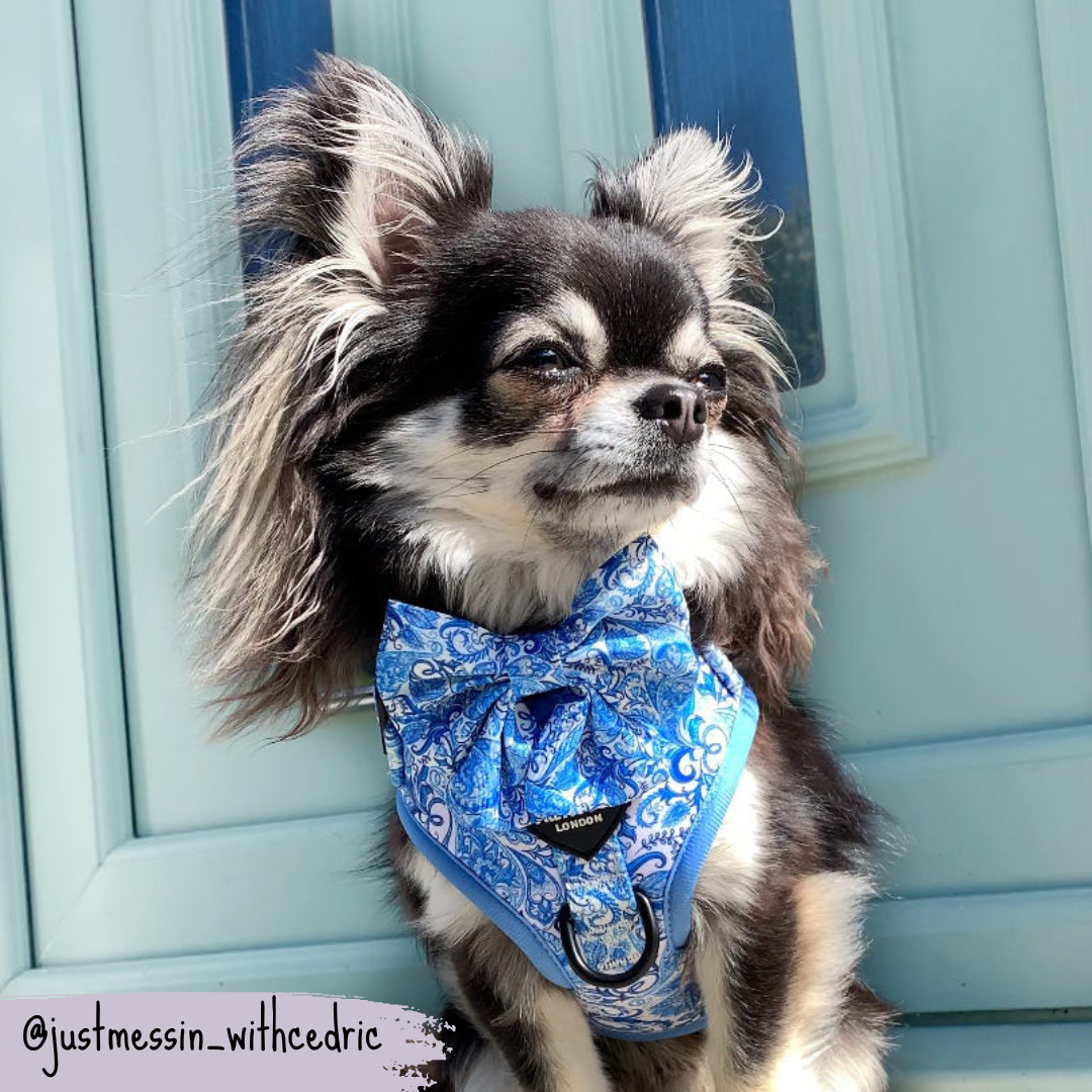 Blue Dog Sailor Bow | Regal Paisley