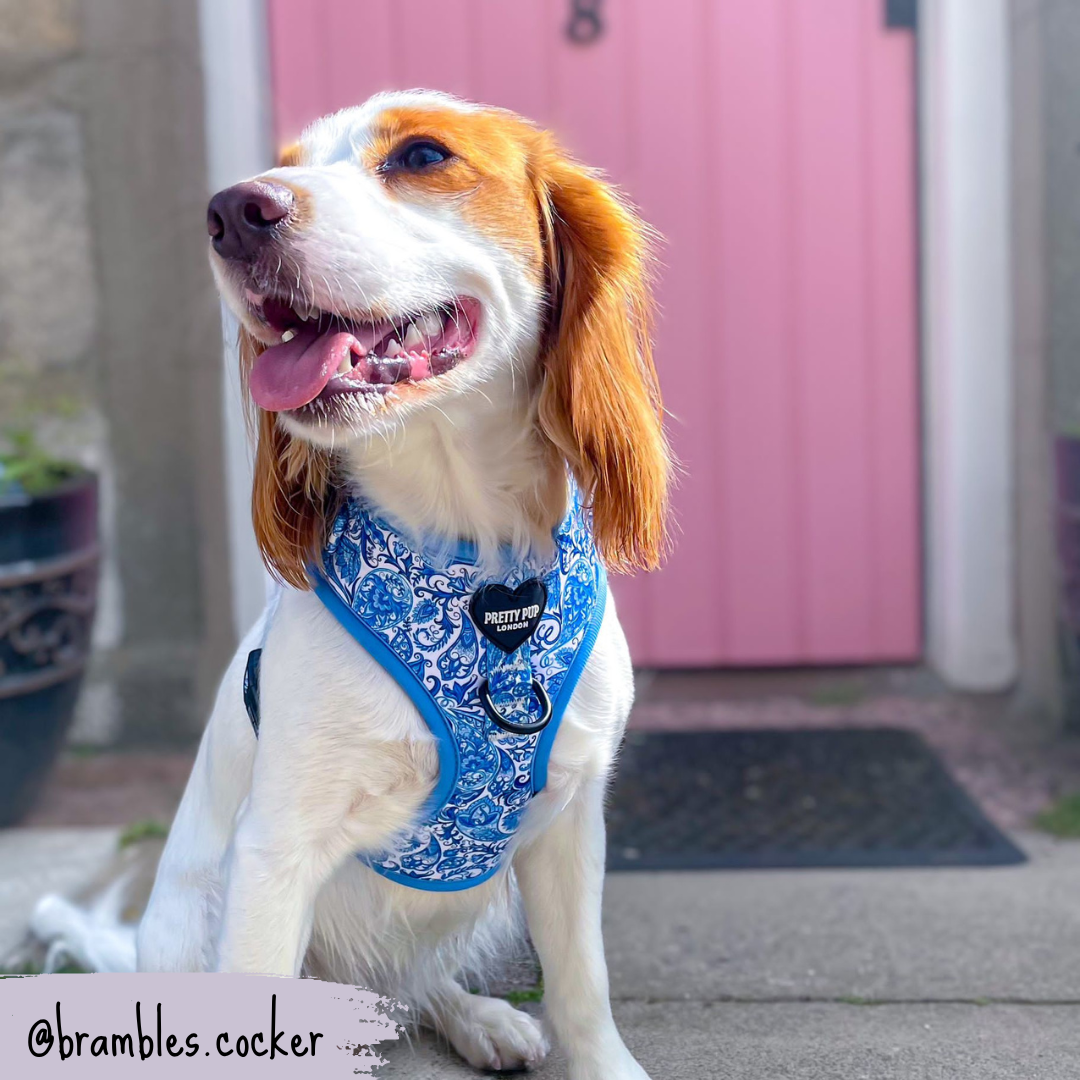 Blue Adjustable Dog Harness | Regal Paisley | "The Aubrey"