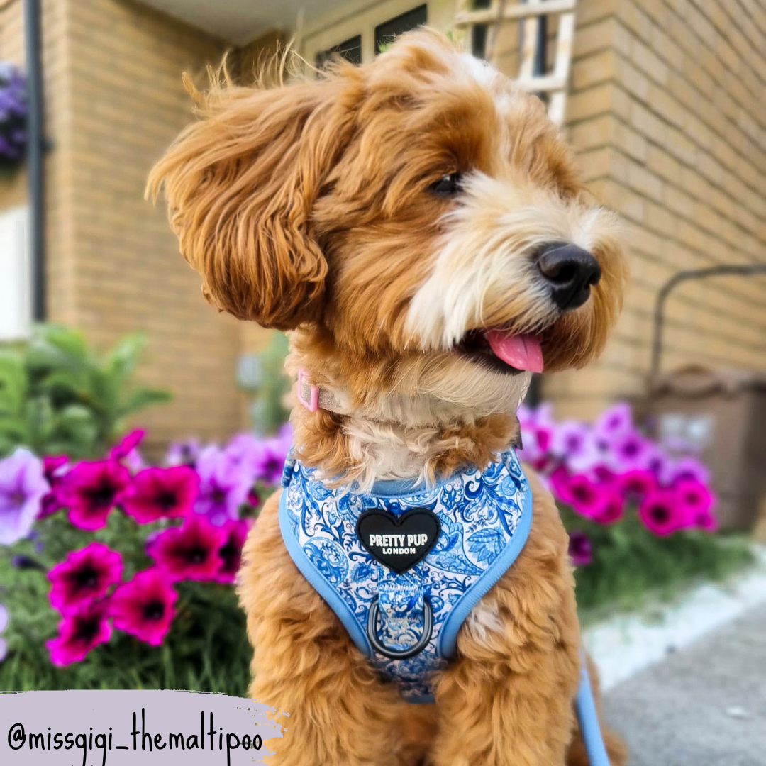 Blue Adjustable Dog Harness | Regal Paisley | "The Aubrey"