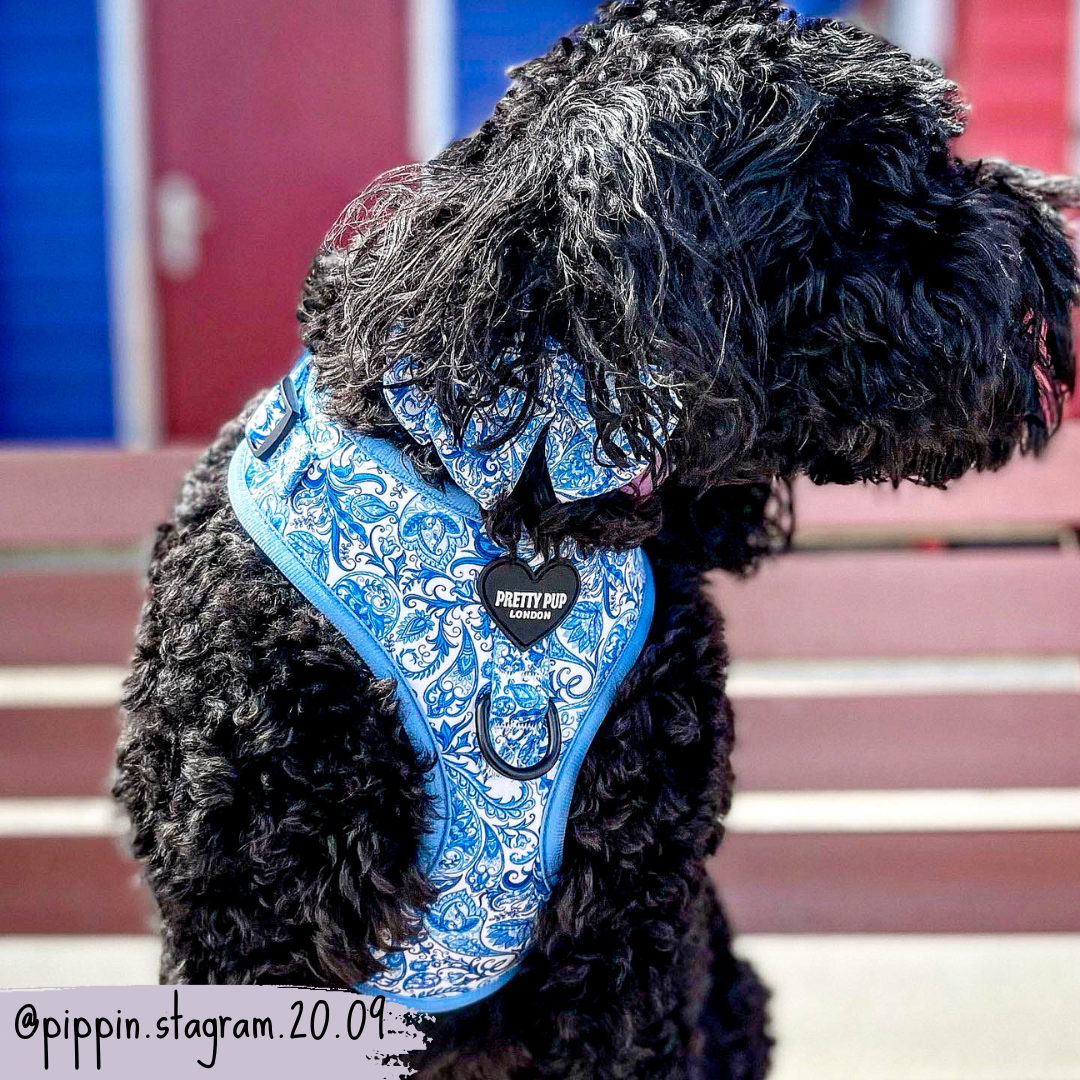 Blue Adjustable Dog Harness | Regal Paisley | "The Aubrey"