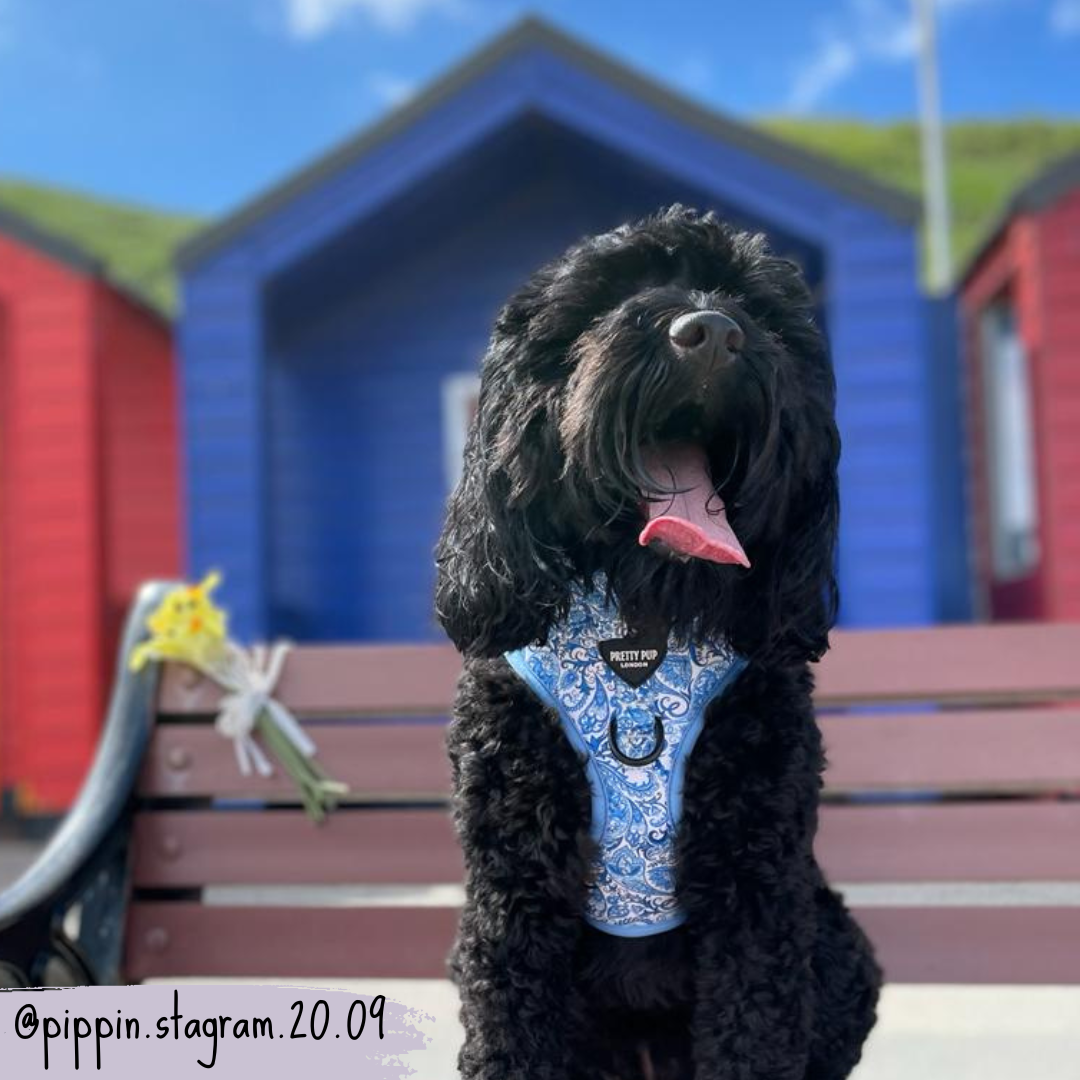 Blue Adjustable Dog Harness | Regal Paisley | "The Aubrey"