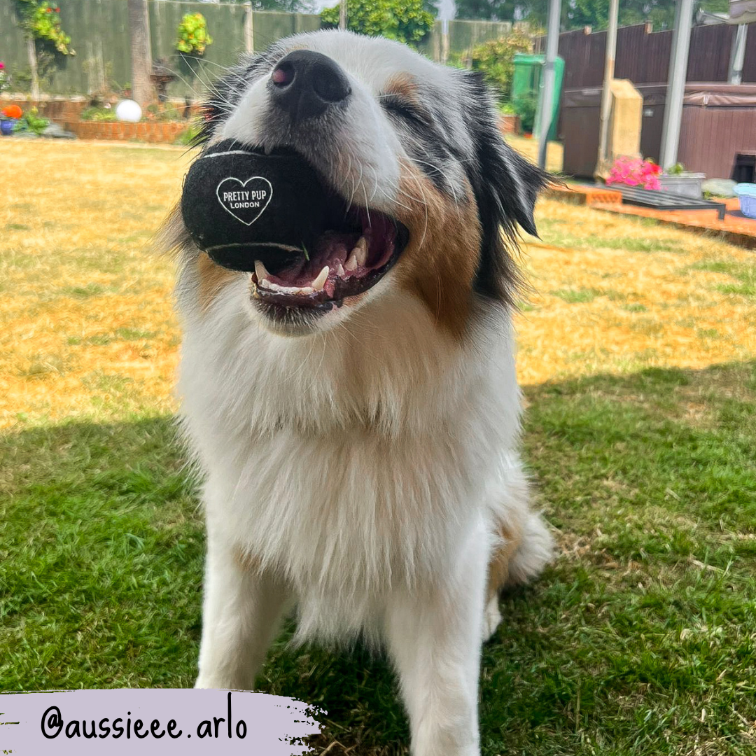 dog ball being held by dog in its mouth