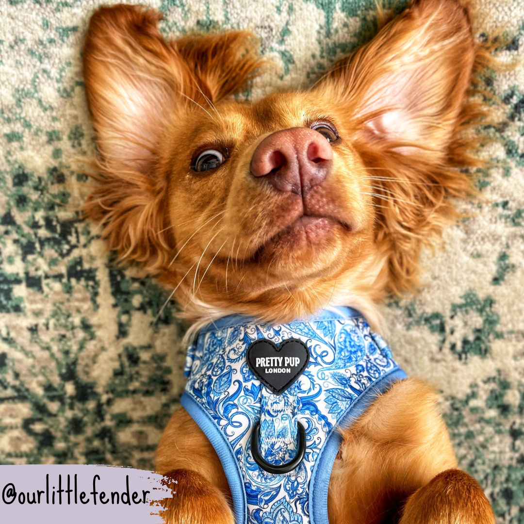 Blue Adjustable Dog Harness | Regal Paisley | "The Aubrey"