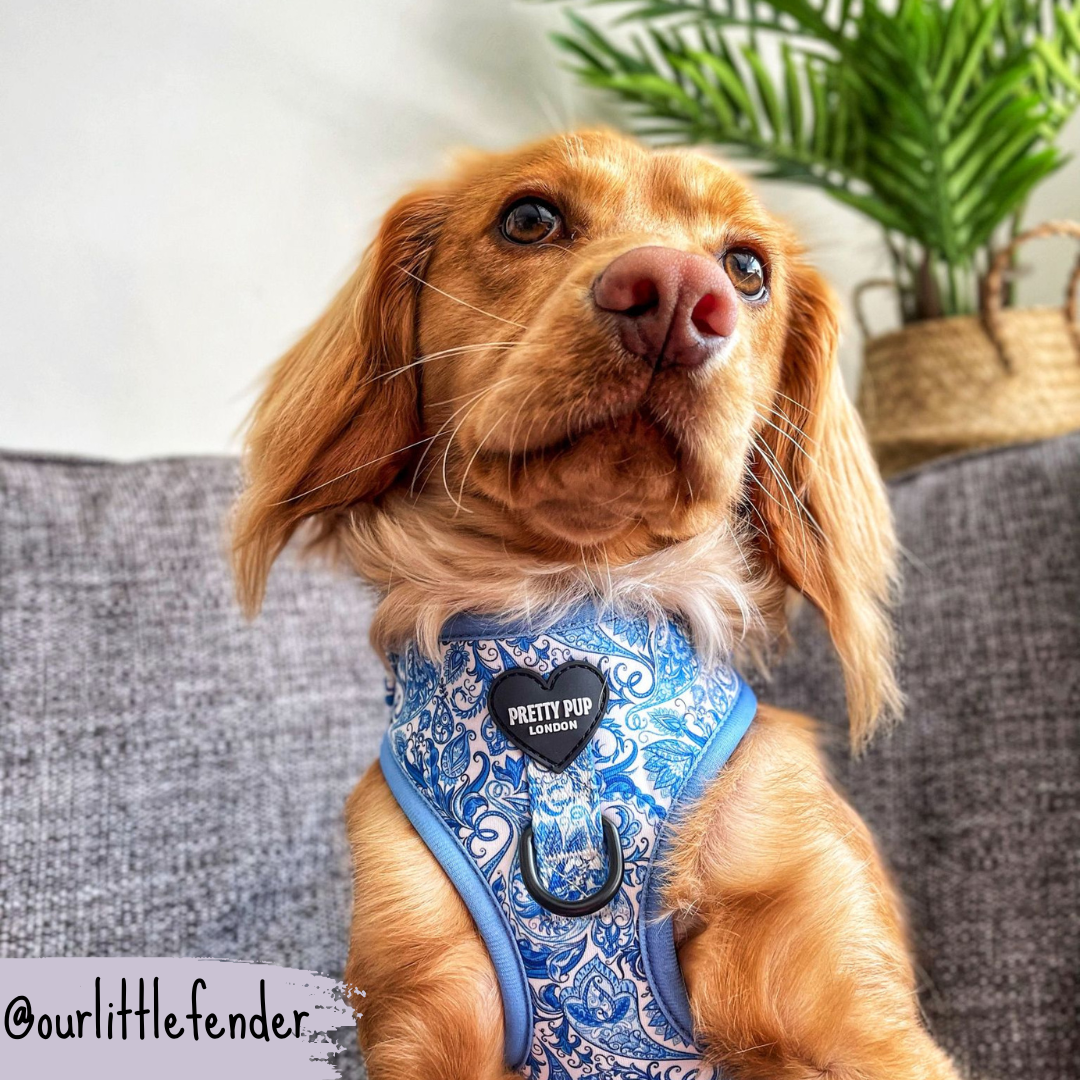 Blue Adjustable Dog Harness | Regal Paisley | "The Aubrey"