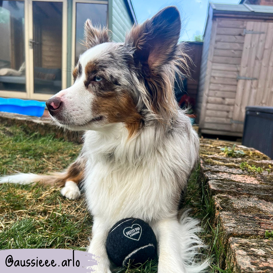 dog tennis ball with dog