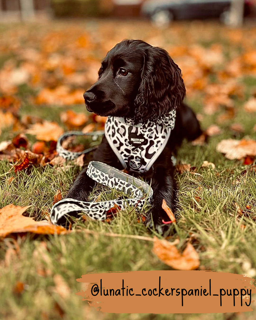 leopard print adjustable dog harness worn by a cocker spaniel puppy