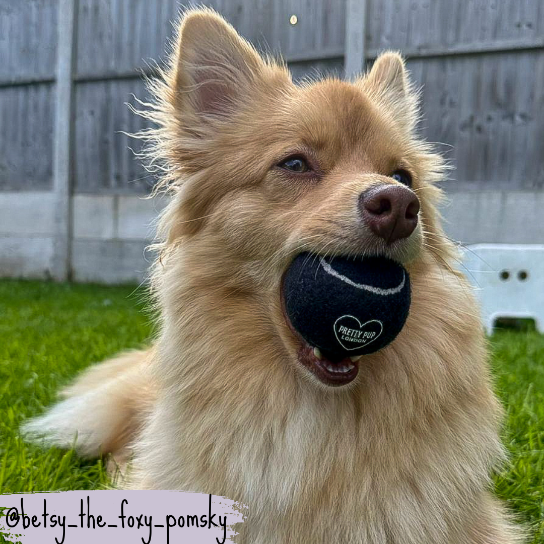 pomsky playing with dog ball