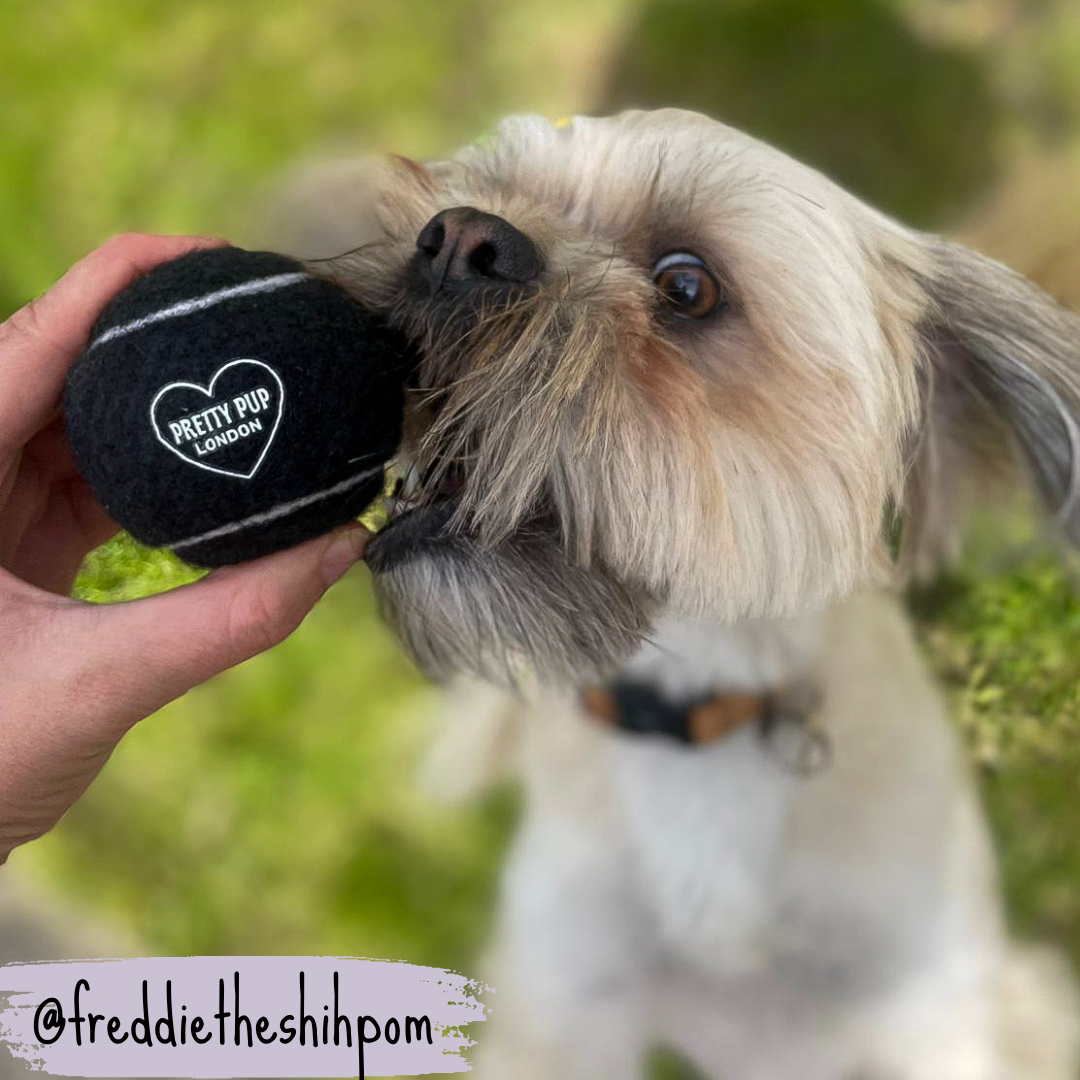 shihpom playing with dog tennis ball