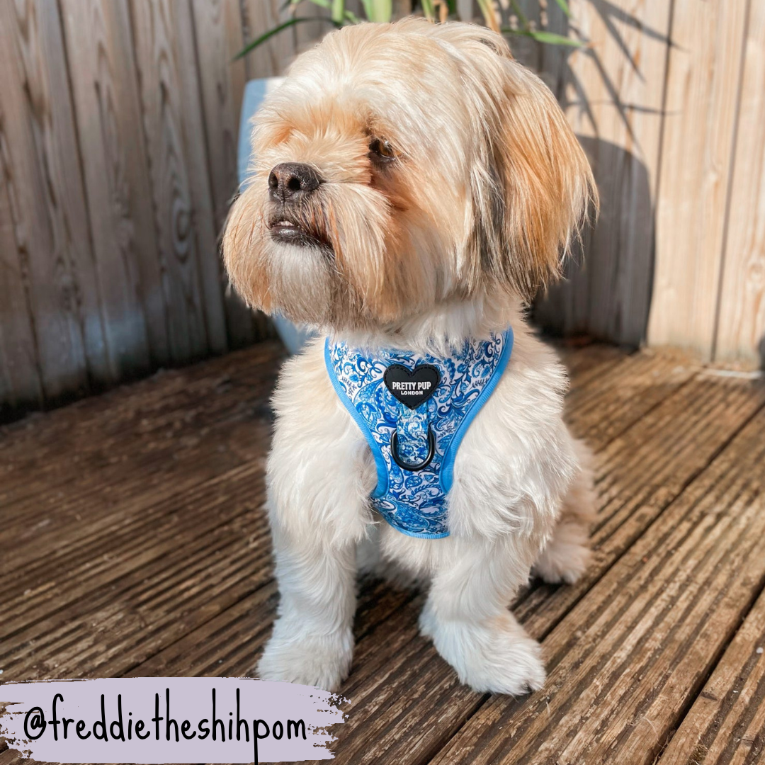 Blue Adjustable Dog Harness | Regal Paisley | "The Aubrey"