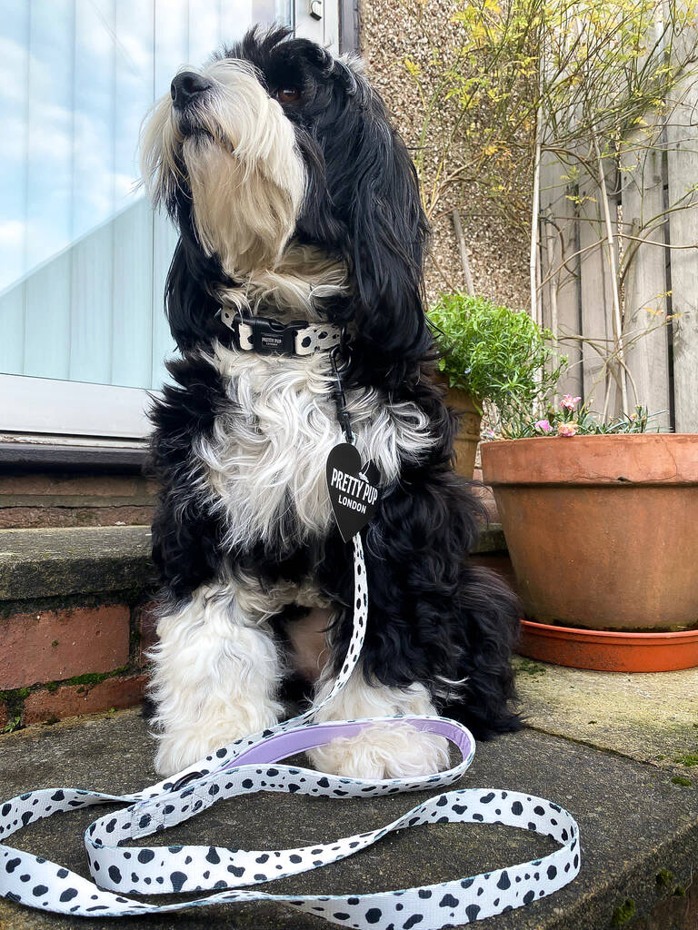 tibetan terrier posing with purple dalmatian print designer dog lead