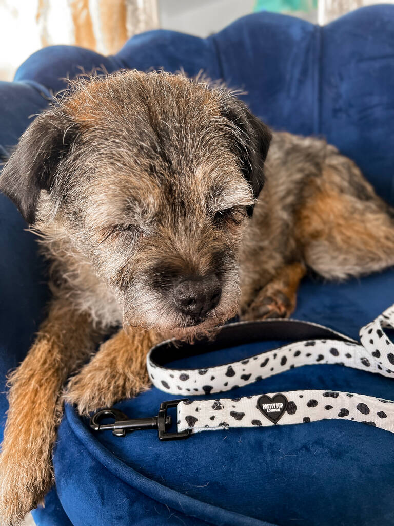 border terrier lying on sofa with a dalmatian print dog lead