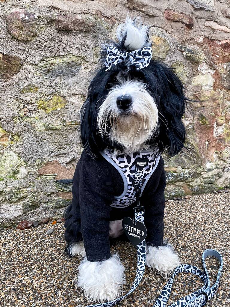 leopard print dog hair bow being worn by tibetan terrier dog 