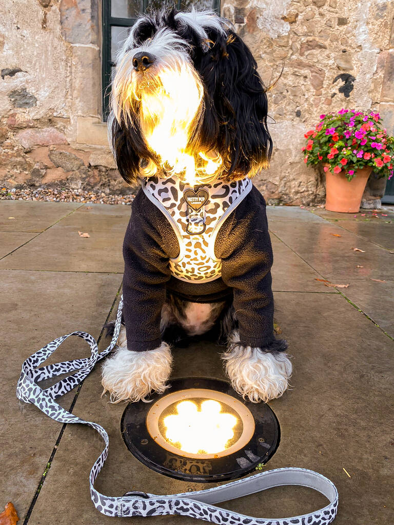 tibetan terrier dog posing with grey leopard print dog lead