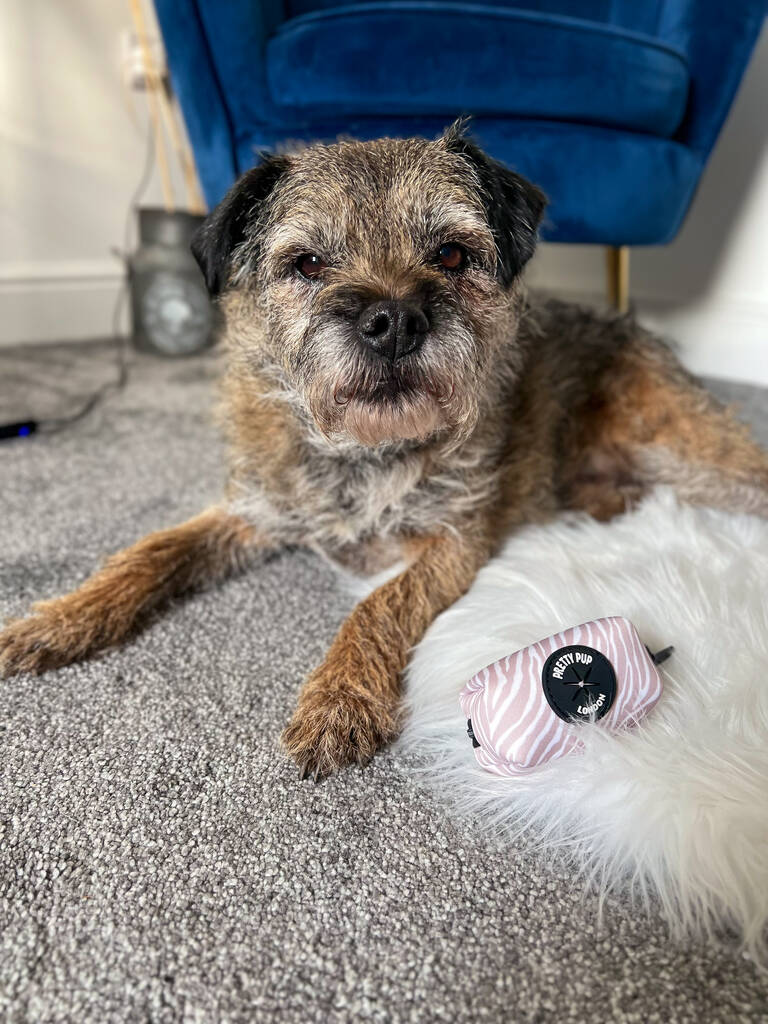 beige zebra dog poo bag dispenser lay in front of a border terrier dog