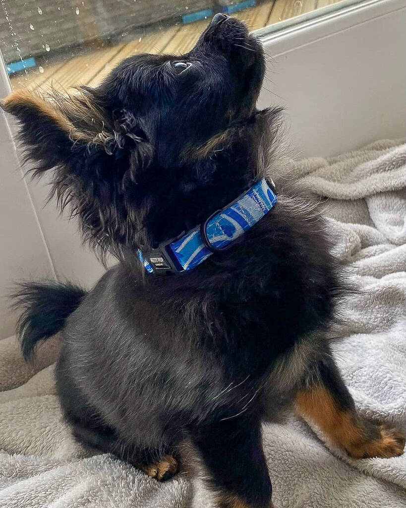 pomchi wearing blue adjustable dog collar