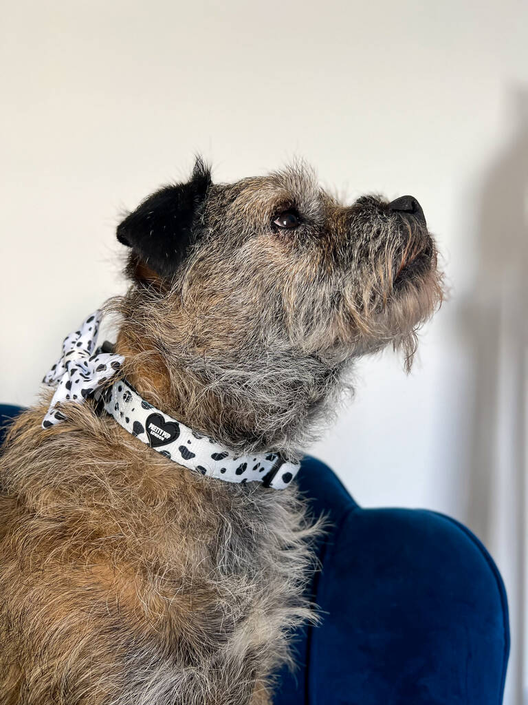 dalmatian print dog collar being worn by border terrier