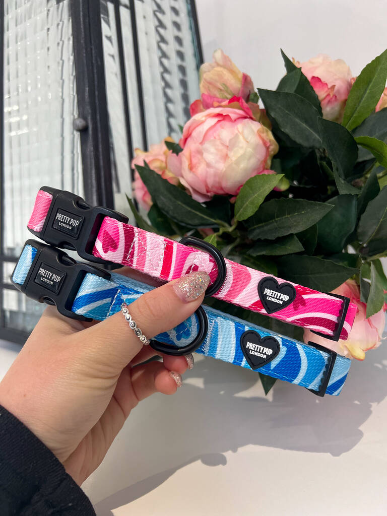 two adjustable dog collars, one blue and another pink being held up for the camera