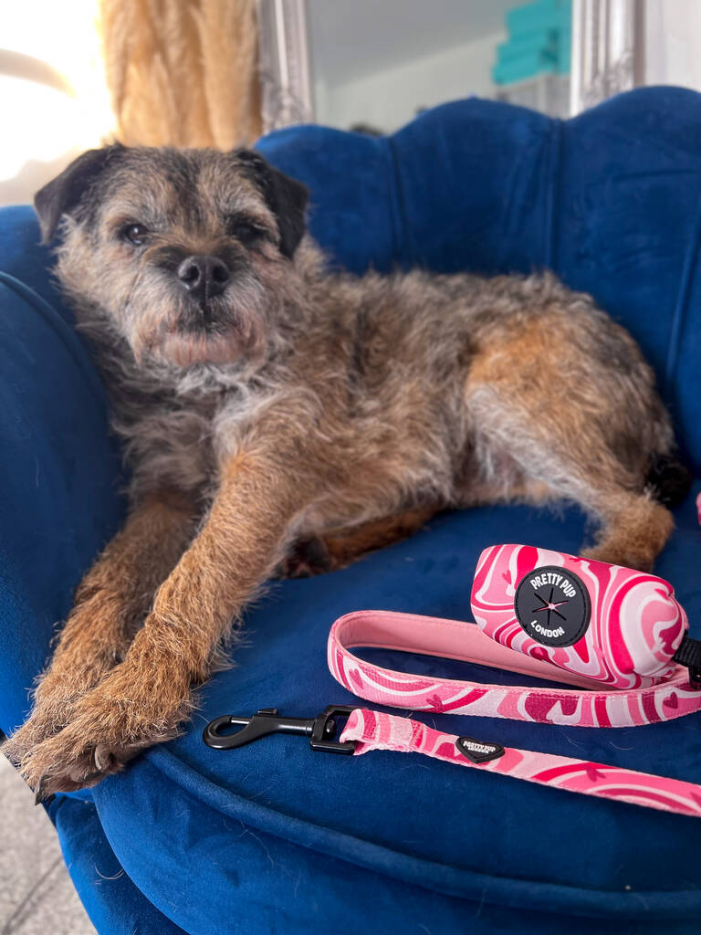 pink designer dog lead placed next to a border terrier dog