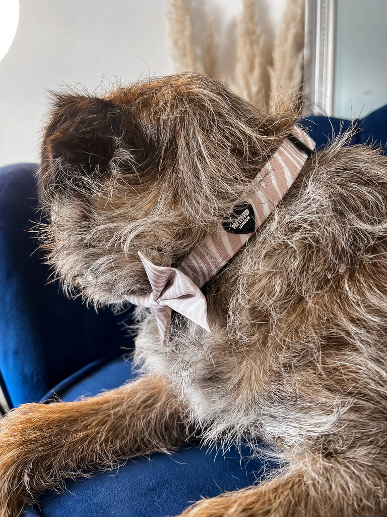 border terrier looking away whilst wearing zebra print dog collar in beige