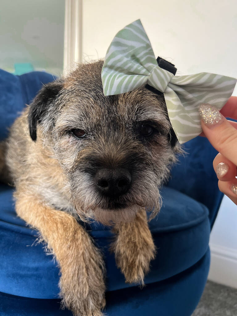 border terrier wearing green zebra print dog bow in hair