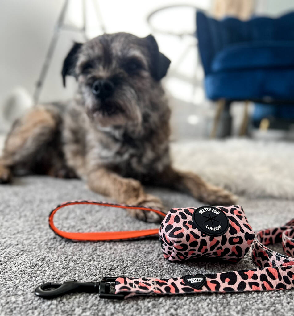 orange leopard print dog lead in front of a border terrier dog