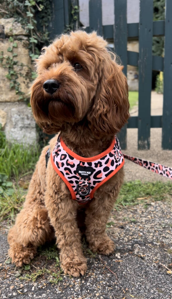 orange leopard print dog lead attached to cavapoo dog