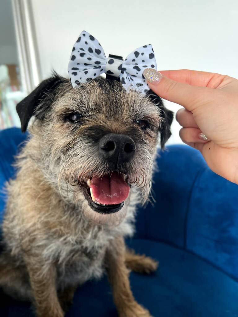 border terrier wearing dalmatian print hair bow