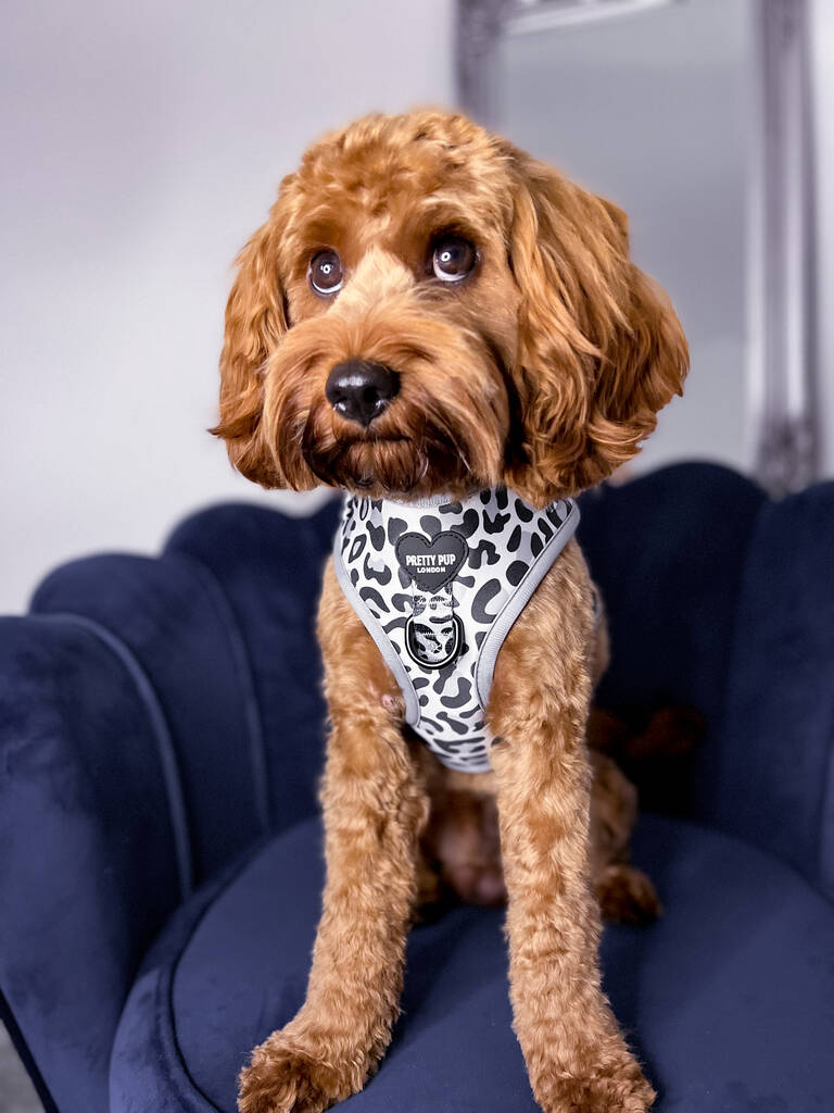 leopard print dog harness in grey worn by cavapoo dog