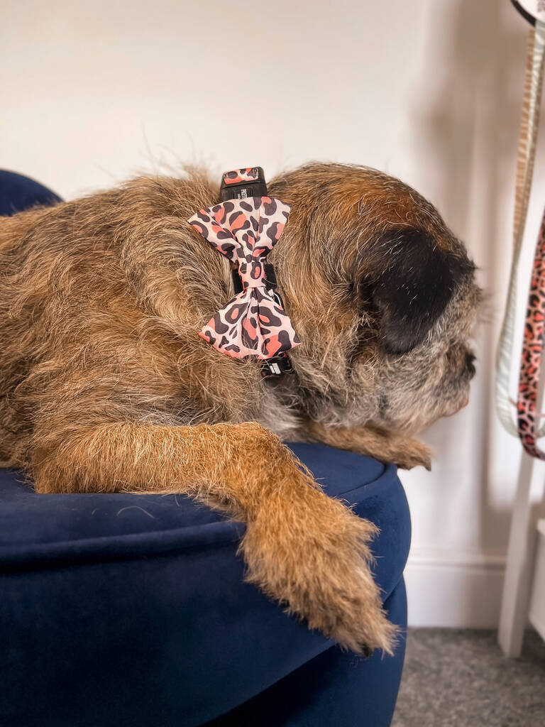 orange dog bow tie collar being worn by a border terrier dog