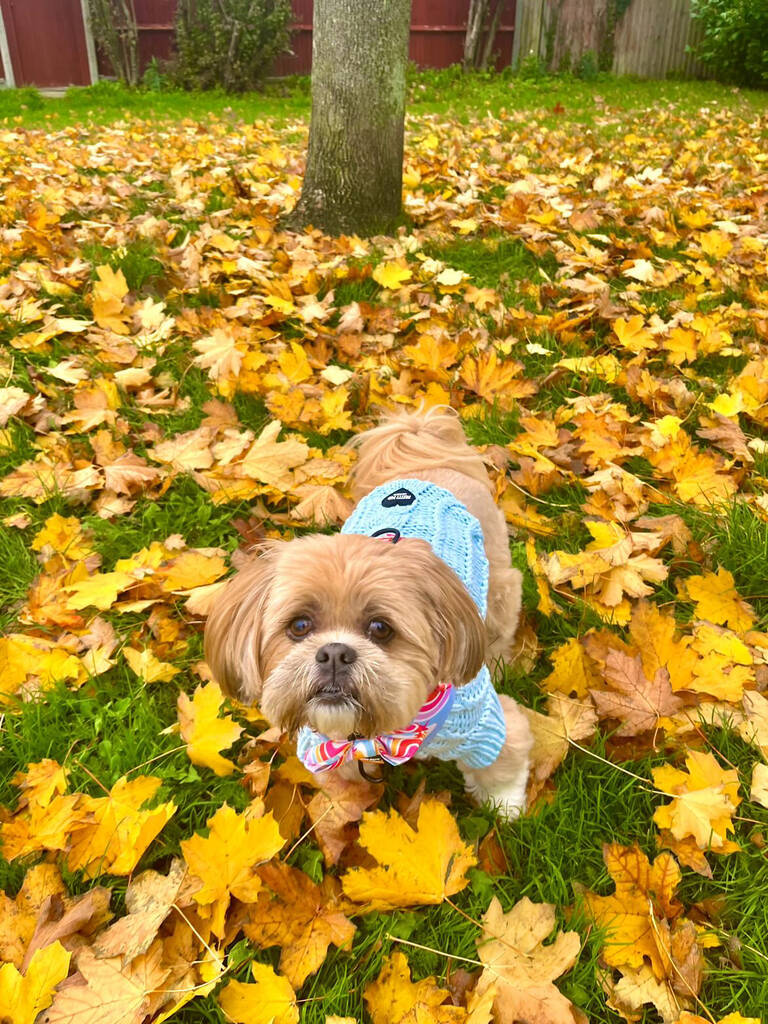 lhasa apso wearing blue cable knit dog jumper whilst out in the park